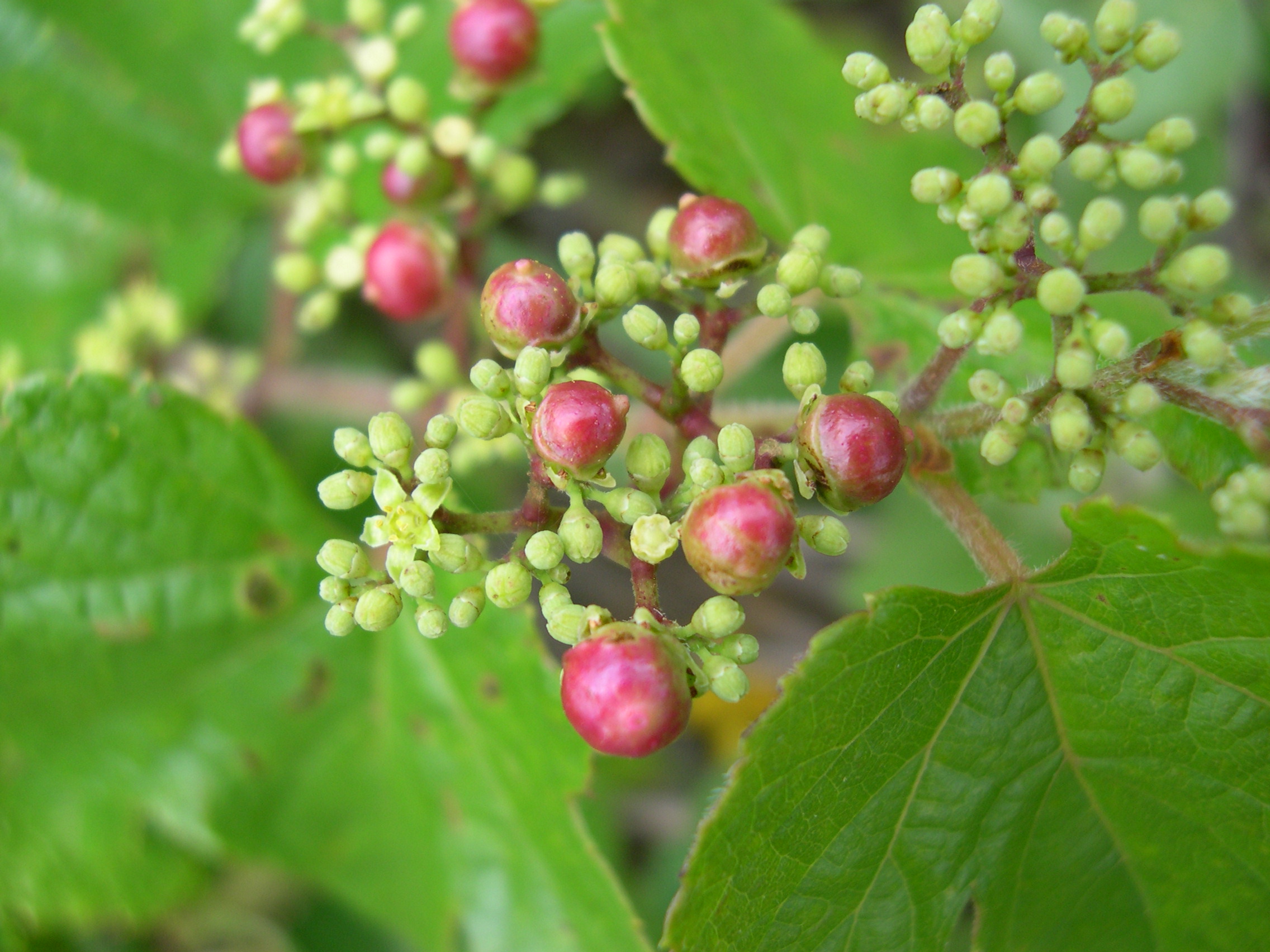 森の植物の歳時記」10月上～アーカイブ》｜公益財団法人